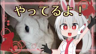 深夜のぽこ あ ポケモン260317-18【うさぎが運営してるVtuber】