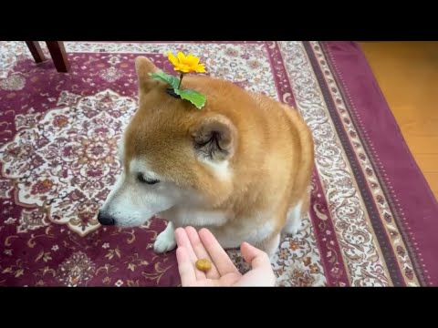 柴犬福とひまわりの朝食タイム：カリカリを拒否する愛らしいひまわりの姿 サムネイル