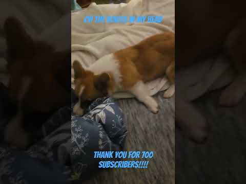 I know we should but! #pets #corgi #puppy #shorts #pets #dog