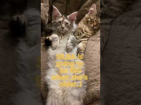 Sleepy Maine Coon Kittens 😻😻  #kittens #mainecoon #cat #cutecat #cute