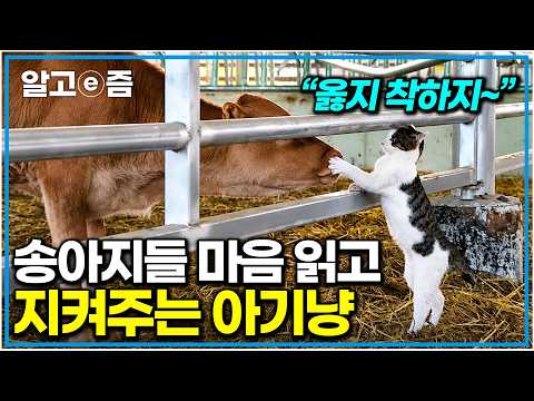 “목장이 너무 깨끗해졌어요” 소 목장 관리에 제대로 한몫한다는 성실한 아깽이 알바생의 하루｜고양이를 부탁해｜알고e즘