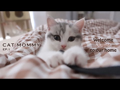 🎀-CAT-MOMMY-EP.1-ไปรับน้องจูเน 🎀-CAT-MOMMY-EP.1-ไปรับน้องจูเน