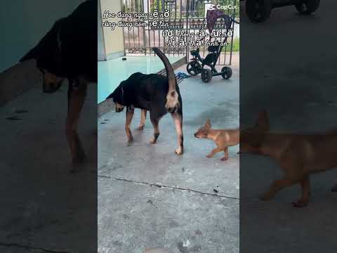 Bé yêu chêu chuột cụ