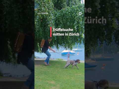 Trüffelsuche in Zürich