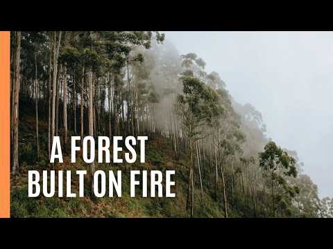 The Tree That Needs Fire | Australia’s Most Dangerous Forest Ecosystem
