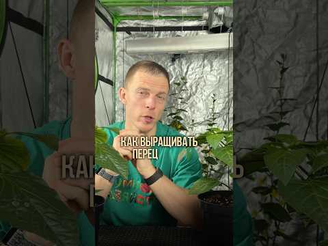 Как выращивать перец дома зимой — сладкий и острый. Без вытягивания и без гнилей #огород #перец