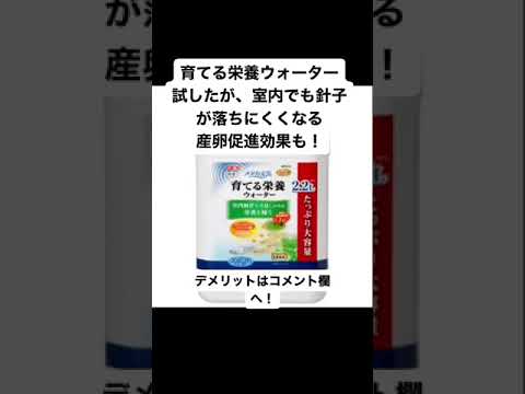 【産卵促進効果あるよ!!】#めだか #めだか飼育 #めだかの楽園 #メダカライフ #メダカ水槽 #メダカ初心者 #メダカ繁殖 #メダカの育て方 #メダカ愛好家 #メダカの世界 #メダカエサ