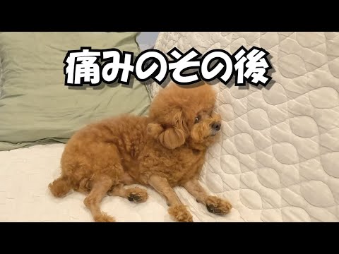 つらい痛みが続く犬のその後
