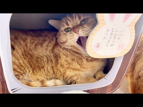 テレビの中から短いお手手でちょっかい出してくるパパ猫がかわいい！