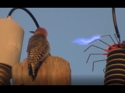 Bird Electric Shock #Short