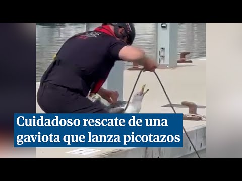 Un agente rescata a una gaviota atrapada en un amarre con cuidado y evitando algún picotazo