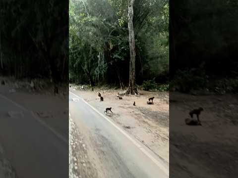 jangal ghaat #bhojpuri #song #draivingvedio