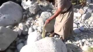 فيديو:مواطن يغامر و يصطاد كوبرا ضخمة