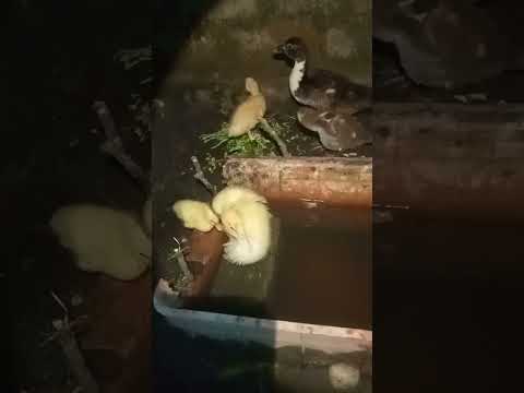 habis mandi #bebeklucu #duckling #youtube #ytshorts