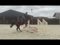 Show jumping horse Oreo Horta Z, 4jarige ruin