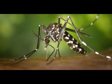 ¿Cómo cuidarnos del  dengue y otras enfermedades infecciosas?