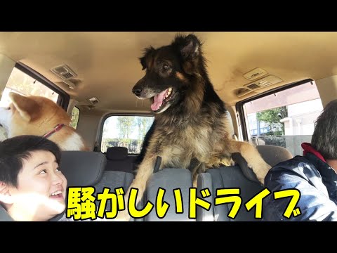 騒がしいドライブ♪シェパード犬マック・秋田犬そら