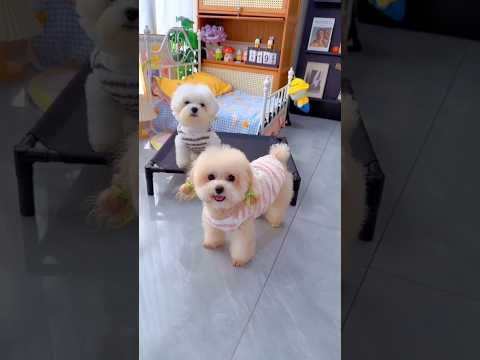 Cute dog. #shortsshorts #viralshort #viralvideo #funydog1010 #poodle #cutepuppy #usadogs #funny #dog