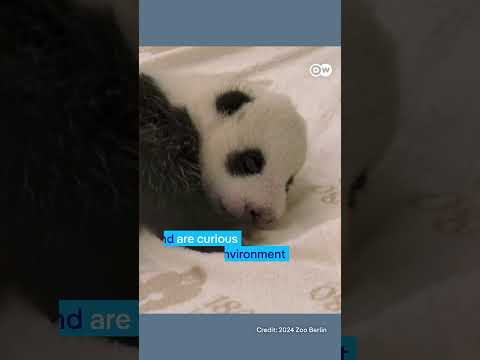 Panda twins open their eyes at Berlin Zoo | DW News