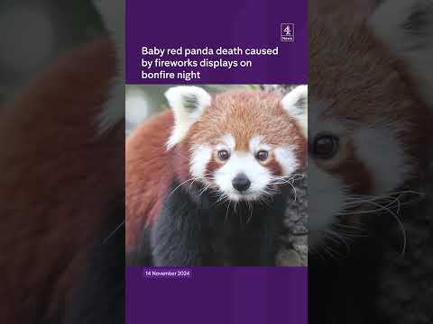 Baby panda death blamed on fireworks