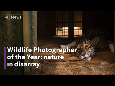 Wildlife Photographer of the Year: nature in disarray