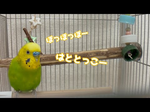 はとぽっぽを日課のように毎日歌っているのに、今日はなんか上手くいかないようです【セキセイインコ】