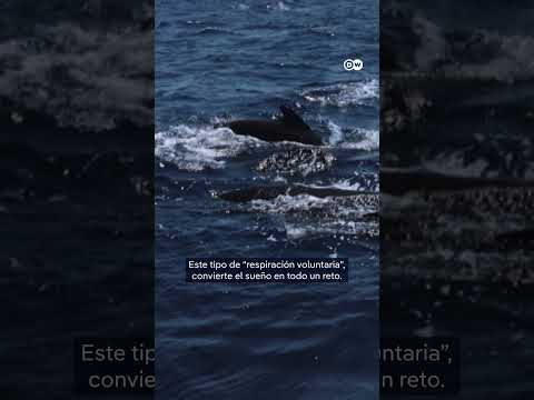 ¿Cómo duermen las ballenas?