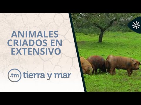 Tierra y mar | Huerto Ramírez, una finca pública donde llevan 30 años conservando razas autóctonas