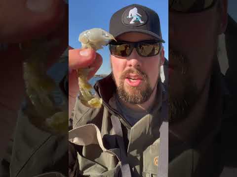 Absolute best fishing bait video thumbnail