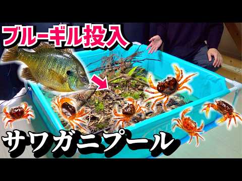 サワガニ大量プールにブルーギルを入た結果が…