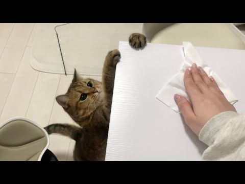 ママの家事のお手伝いをしているつもりだが、空回りが過ぎる猫