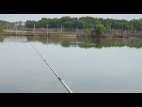 Kotomono angler sedang live sekarang!