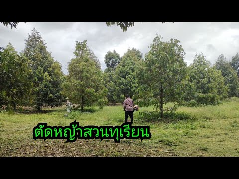 ตัดหญ้าสวนทุเรียน