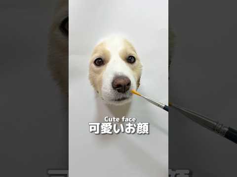 天使みたいに可愛い愛犬を描いてみました!!【ボーダーコリー】#shorts サムネイル