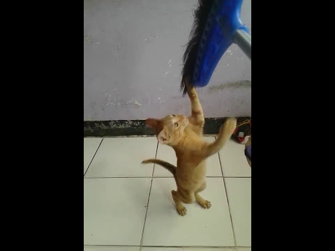 Video Kucing Kecil Lucu yang Pintar Lompat