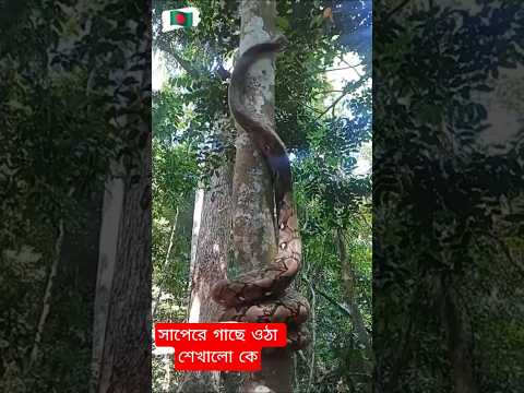 রাসেল #ভাইপার