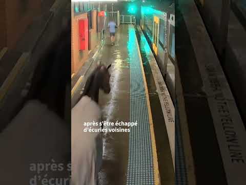 Australie : un cheval de course se perd dans une gare de la banlieue de Sydney