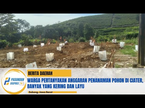 Warga Pertanyakan Anggaran Penanaman Pohon di Ciater, Banyak yang Kering dan Layu