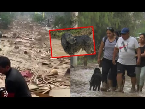 Pachacámac: Pobladores lo pierden todo tras huaico y los perritos quedan desamparados