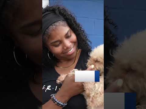 Missing dog reunited with owner