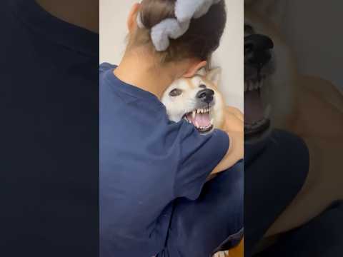 柴犬福の笑える瞬間｜姉に捕まったときの面白い表情と反応 サムネイル