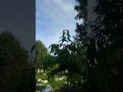 Thiên nhiên đã ưu ái ban tặng cho vùng đất Tây Nguyên khí hậu mát mẻ, đất đỏ bazan màu mỡ #datdalat