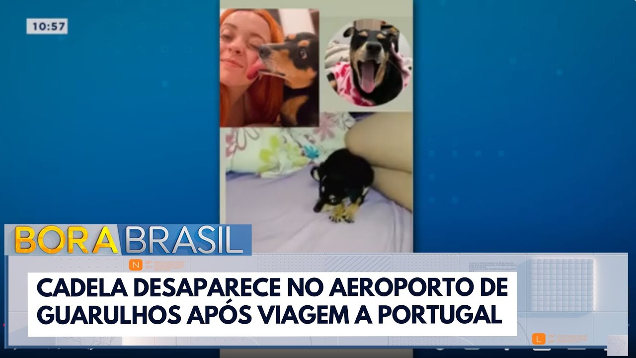 Cadela desaparece temporariamente no aeroporto de Guarulhos após viagem a Portugal | Bora Brasil