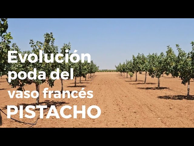 AQUÍ PUEDES VER LA PODA EN INVIERNO

https://youtu.be/o8wPEO0b8FM?si=zVfz-QwrjAJRQkUK