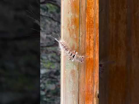 Caterpillar #shorts #caterpillar #fyp