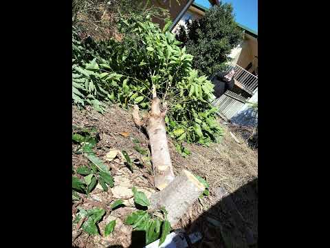 Tree removal process