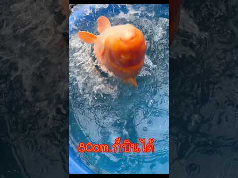 ปลาบินthaicarpจำหน่ายปลาคาร์