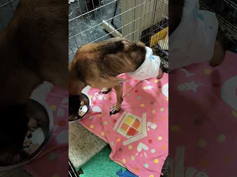 老蘇都是固定使用同一品牌的老犬飼料，避免不同的飼料造成狗狗腸胃不適應，泡軟後加入任何寵物罐頭及鮮食，若有胃口不佳或挑食的狗狗，家樂福的烤雞非常好用