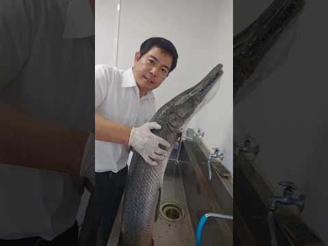 巨大アリゲーターガー!Alligator gar, Atractosteus spatula 教育教材用 ≫ 加藤英明【公式】かとチャン