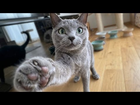 はーちゃんねる【保護猫と暮らす家】 がライブ配信中!